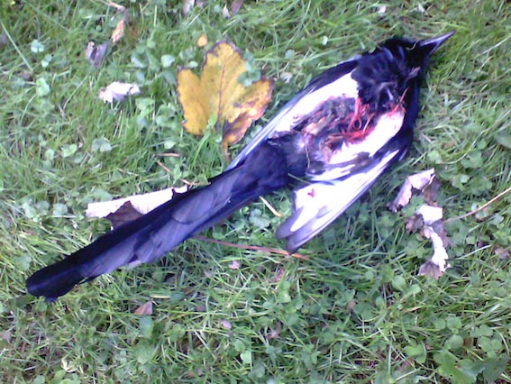 Magpie%2018102015%202s.jpg